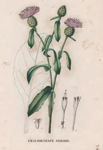 Chaussetrape Seridie - Centaurea Flockenblume flower Blume Blumen botanical Botanik Botany