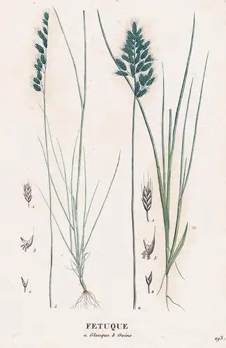 Fetuque - Festuca grass Gras Gräser flower Blume Blumen botanical Botanik Botany