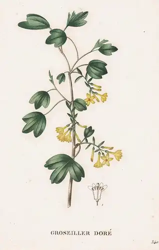Groseiller Dore - Groseillier Ribes odoratum Stachelbere flower Blume Blumen botanical Botanik Botany
