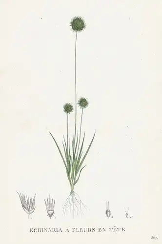 Echinaria a Fleurs en Tete - flower Blume Blumen botanical Botanik Botany