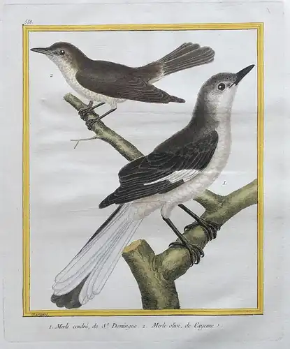 1. Merle cendré, de St. Domingue. 2. Merle olive, de Cayenne - blackbird Amsel Haiti French Guiana Vögel birds