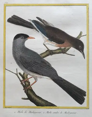 1. Merle de Madagascar. 2. Merle cendré de Madagascar - blackbird Amsel Madagascar Africa Vögel birds Vogel bi