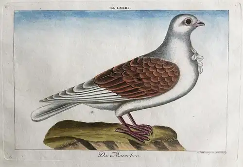 Das Moevchen -- (Sammlung meistens Deutscher Vogel, B. G. Dietzsch; A. L. Wirsing) - Möwen gull pigeon Taube V