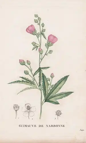Guimauve de Narbonne - flower Blume Blumen botanical Botanik Botany