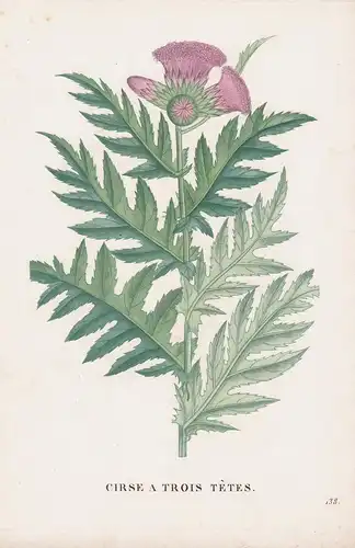 Cirse a Trois Tetes - Distel thistle flower Blume Blumen botanical Botanik Botany