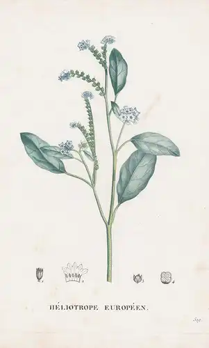 Heliotrope Europeen - flower Blume Blumen botanical Botanik Botany