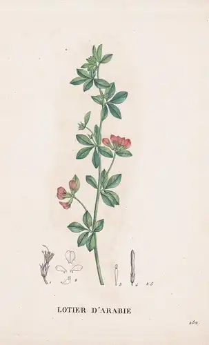 Lotier D'Arabie - flower Blume Blumen botanical Botanik Botany