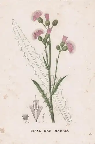 Cirse des Marais - Distel thistle flower Blume Blumen botanical Botanik Botany