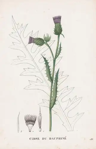 Cirse du Dauphine - Distel thistle flower Blume Blumen botanical Botanik Botany