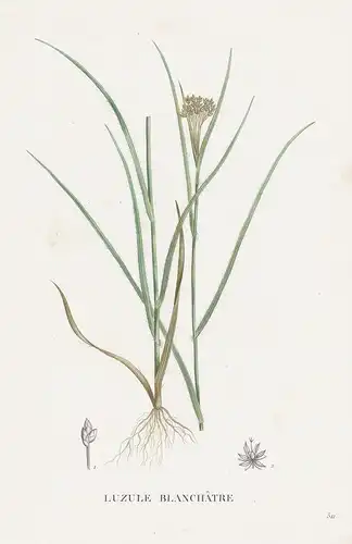 Luzule Blanchatre - Luzula Binsen flower Blume Blumen botanical Botanik Botany