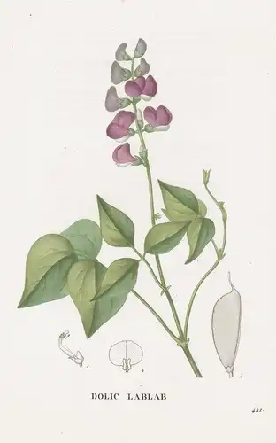 Dolic Lablab - Bohne flower Blume Blumen botanical Botanik Botany