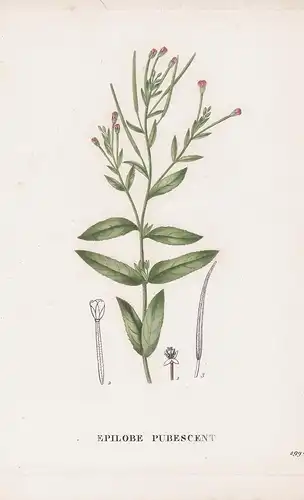Epilobe Pubescent - Epilobium flower Blume Blumen botanical Botanik Botany