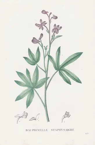 Dauphinelle Staphysaigre - Staphisaigre Rittersporne flower Blume Blumen botanical Botanik Botany