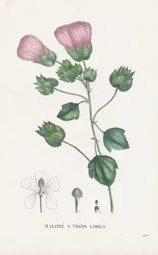 Malope a Trois Lobes - flower Blume Blumen botanical Botanik Botany