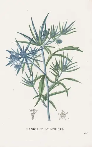 Panicaut Amethiste - Distel thistle flower Blume Blumen botanical Botanik Botany