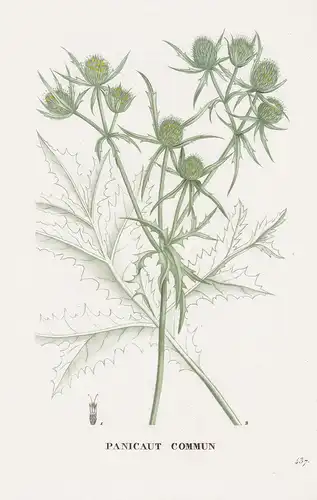Panicaut Commun - Distel thistle flower Blume Blumen botanical Botanik Botany