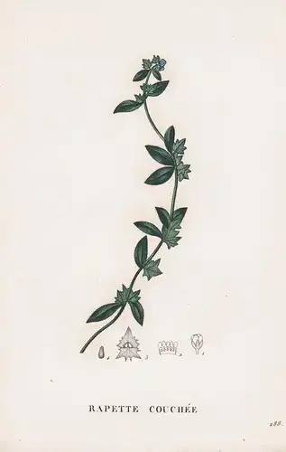 Rapette Couchee - Scharfkraut flower Blume Blumen botanical Botanik Botany