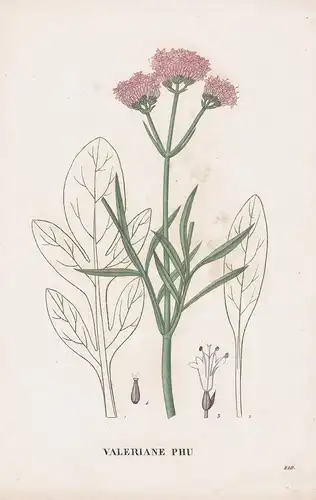 Valeriane Phu - flower Blume Blumen botanical Botanik Botany