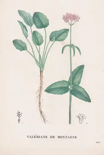 Valeriane de Montagne - Baldrian flower Blume Blumen botanical Botanik Botany