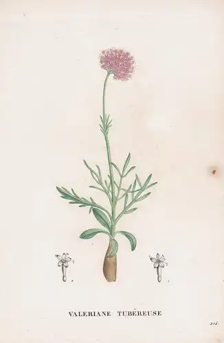 Valeriane Tubereuse - Valeriana Baldrian flower Blume Blumen botanical Botanik Botany