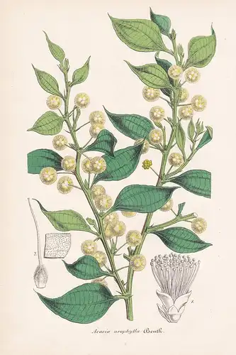 Acacia Urophylla - Australia Australien flowers Blume Blumen botanical Botanik Botany