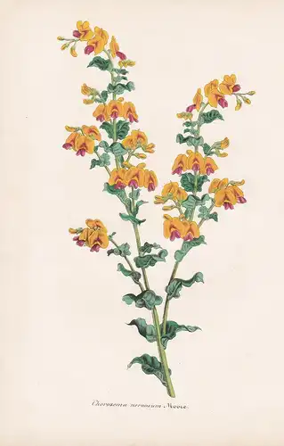 Chorozema nervosum Moore - Chorizema Australia Australien flowers Blume Blumen botanical Botanik Botany