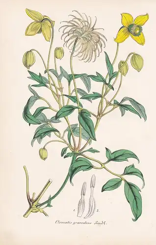 Clematis Graveolens - Himalaya flowers Blume Blumen botanical Botanik Botany