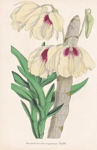 Dendrobium Albosanguineum - Myanmar Orchid Orchidee flowers Blume Blumen botanical Botanik Botany