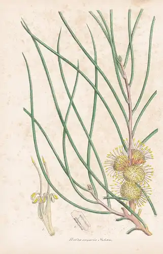 Hakea Scoparia - Australia Australien flowers Blume Blumen botanical Botanik Botany