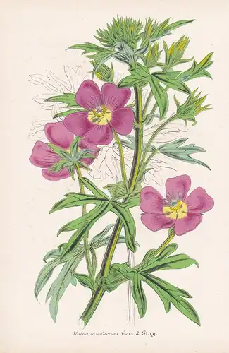 Malva Inovolucrata - flowers Blume Blumen botanical Botanik Botany