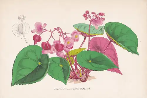 Begonia hernandixfolia - South America Amerkia flowers Blume Blumen botanical Botanik Botany
