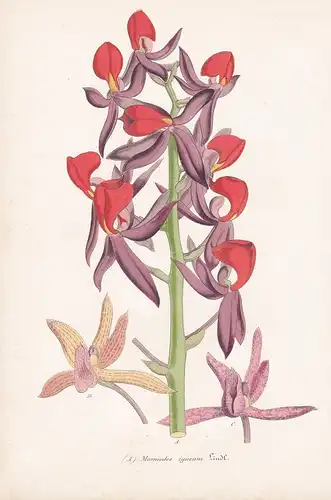 Mormodes Igneum - Central America Amerika Orchid Orchidee flowers Blume Blumen botanical Botanik Botany