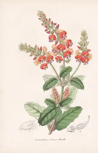 Gastrolobium Villosum - Australia Australien flowers Blume Blumen botanical Botanik Botany