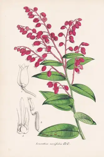 Leucothoe neriifolia - flowers Blume Blumen botanical Botanik Botany