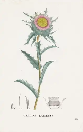 Carline Laineuse - Distel thistle flower Blume Blumen botanical Botanik Botany