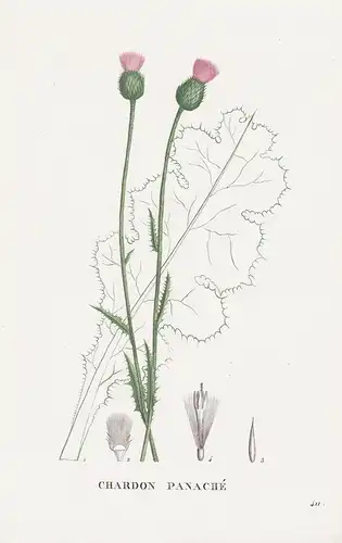 Chardon Panache - Distel flower Blume Blumen botanical Botanik Botany