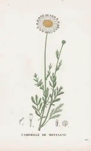 Camomille de Montagne - Kamille flower Blume Blumen botanical Botanik Botany