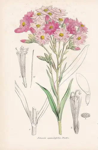 Schoenia Oppositifolia - Australia Australien flowers Blume Blumen botanical Botanik Botany