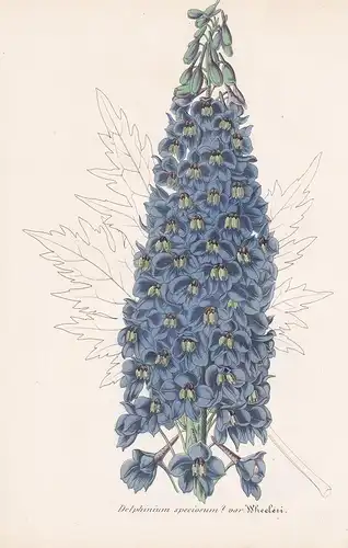 Delphinium Speciosum - Caucasus Rittersporn flowers Blume Blumen botanical Botanik Botany