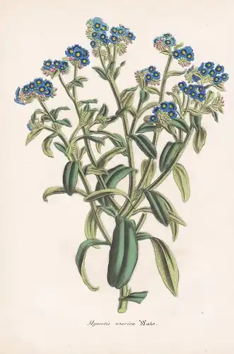 Myosotis Azorica - flowers Blume Blumen botanical Botanik Botany