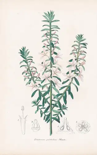 Eriostemon Pulchellus - flower Blume Blumen botanical Botanik Botany