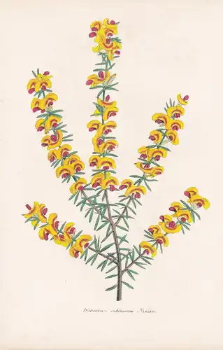 Dichosema Subinerme - Australia Australien flower Blume Blumen botanical Botanik Botany