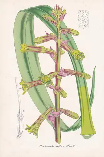 Beschorneria Tubiflora - Mexico Mexiko flowers Blume Blumen botanical Botanik Botany