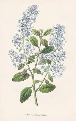 Ceanothus thyrsiflorus - North America flower Blume Blumen botanical Botanik Botany