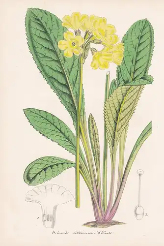 Primula Sikkimensis - Silikum Primel India Indien flower Blume Blumen botanical Botanik Botany