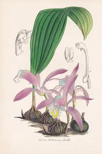 Pleione Wallichiana - Bangladesch Orchid Orchidee flowers Blume Blumen botanical Botanik Botany