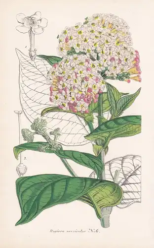 Rogiera Versicolor - Panama Central America flower Blume Blumen botanical Botanik Botany