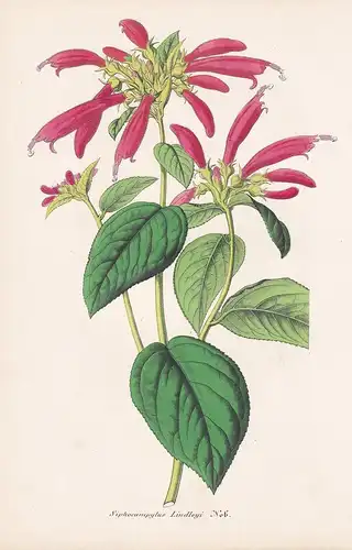Siphocampylus Lindeleyi - Central America flowers Blume Blumen botanical Botanik Botany
