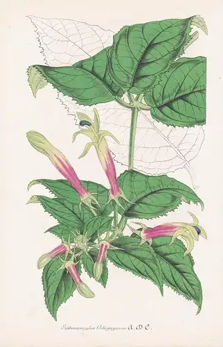 Siphocampylus Orbignyanus - South America Südamerika flower Blume Blumen botanical Botanik Botany