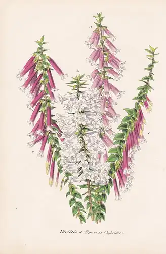 Varietes D'Epacris - flowers Blume Blumen botanical Botanik Botany